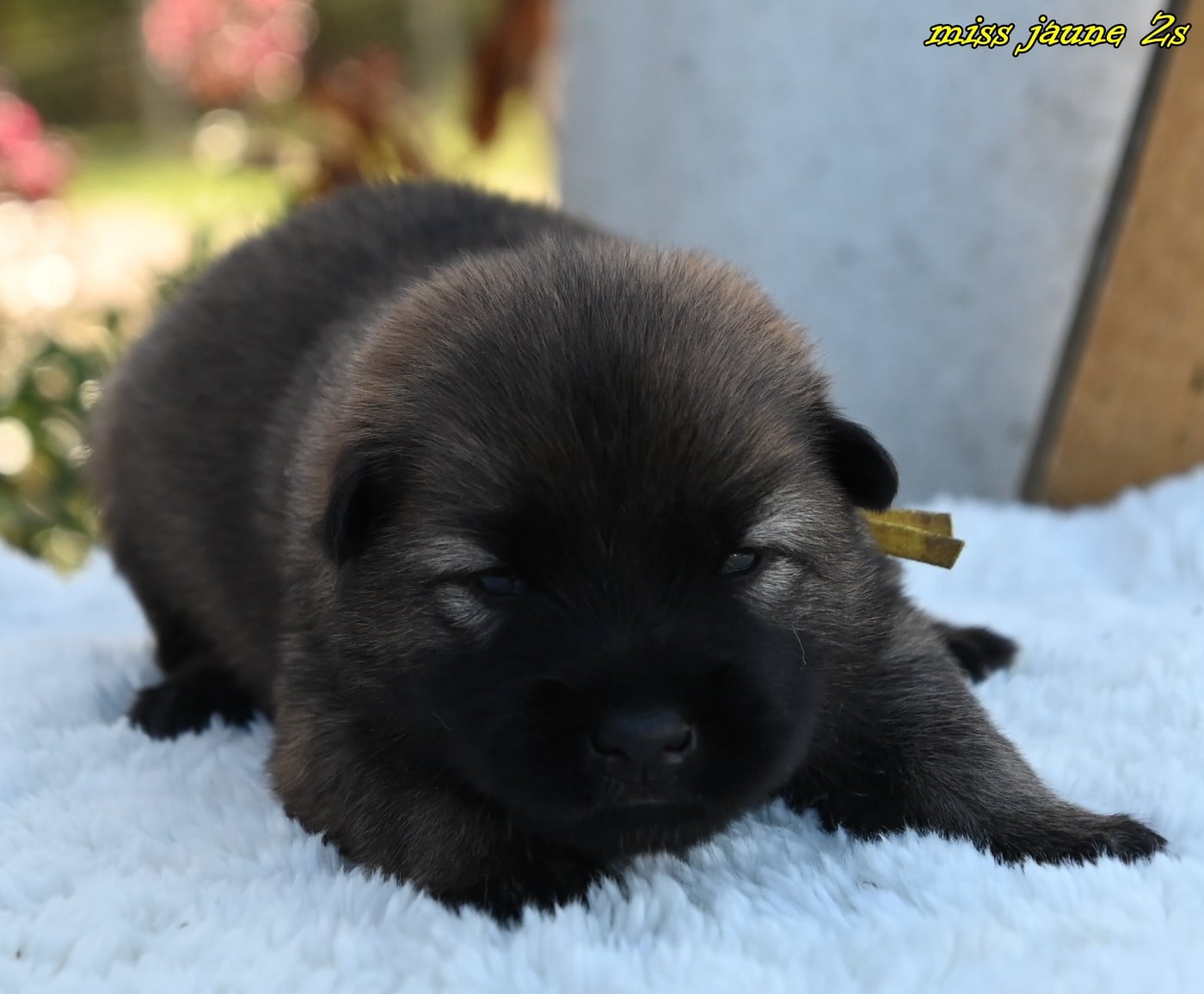 CHIOT 1