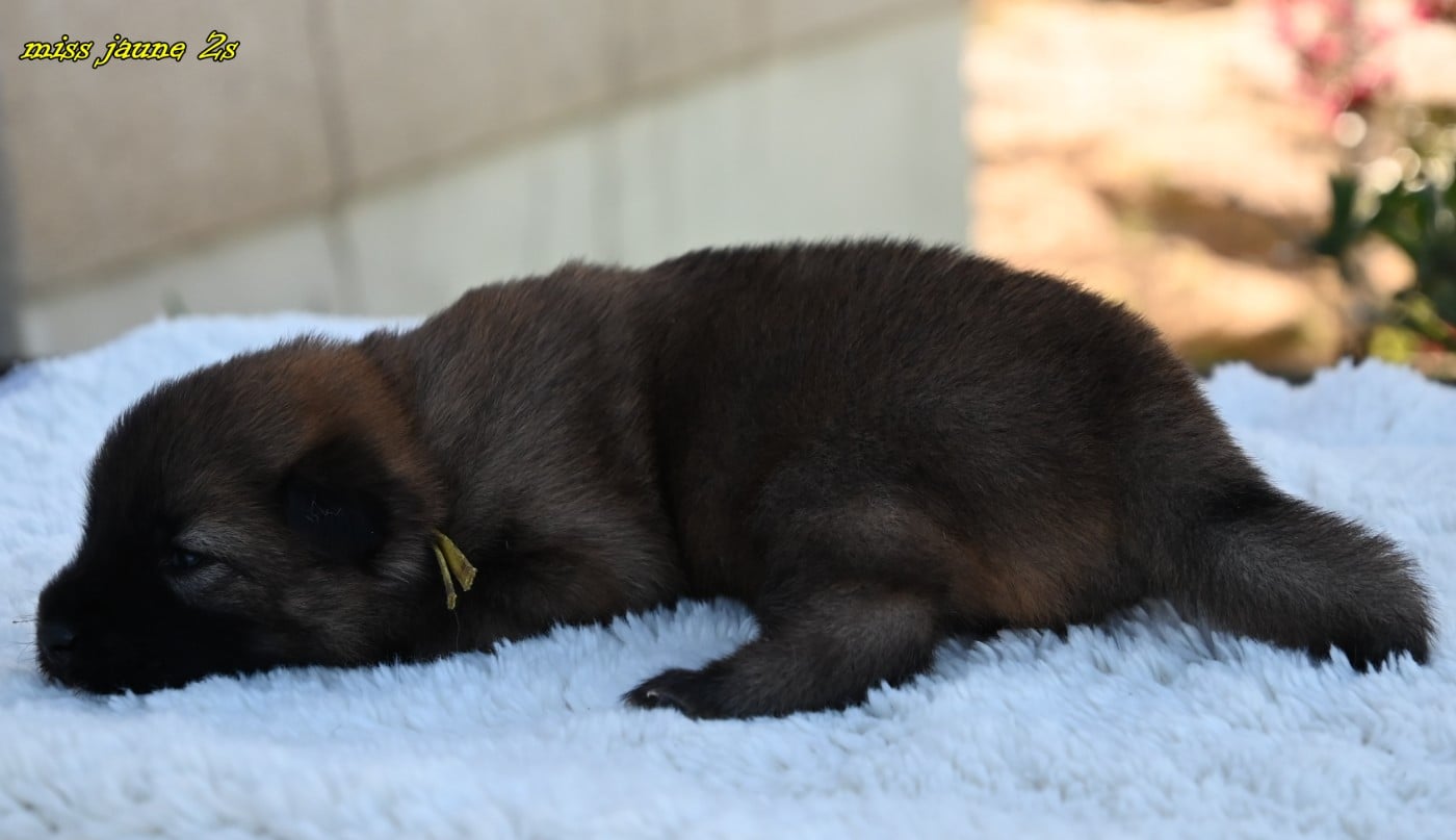 CHIOT 1