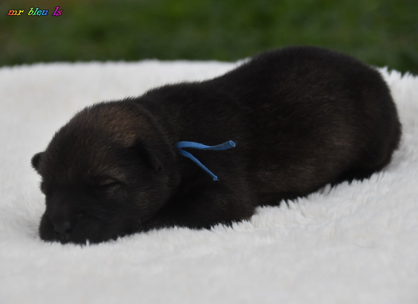 Chiot N°1 - Eurasier