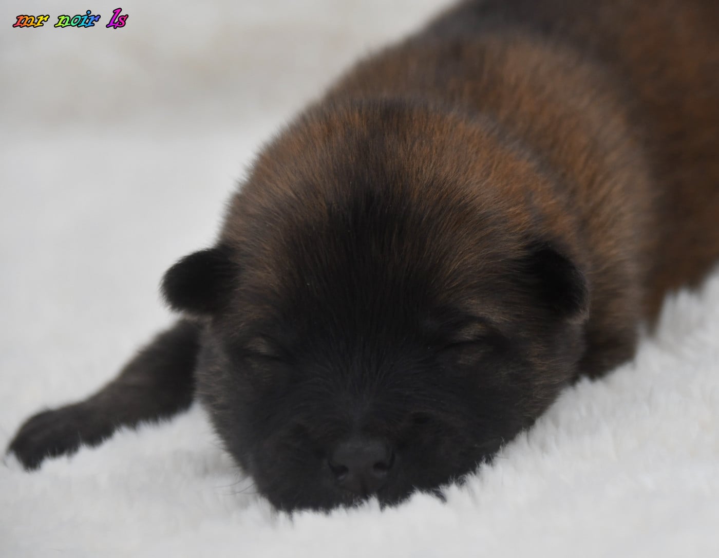 Chiot N°2 - Eurasier