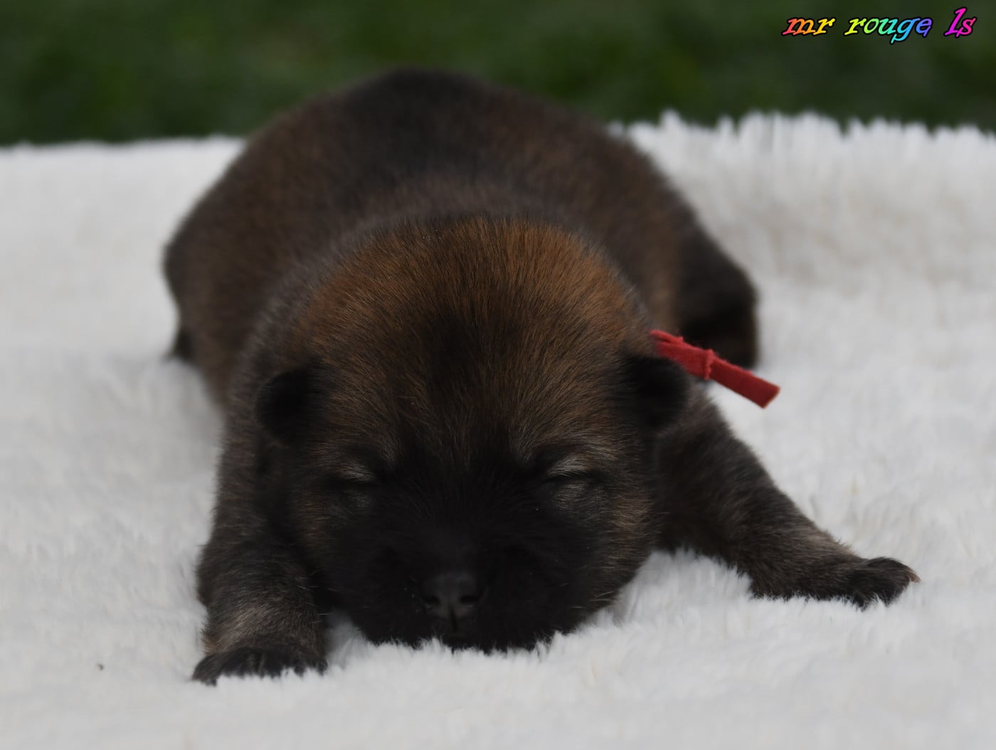 Chiot N°3 - Eurasier