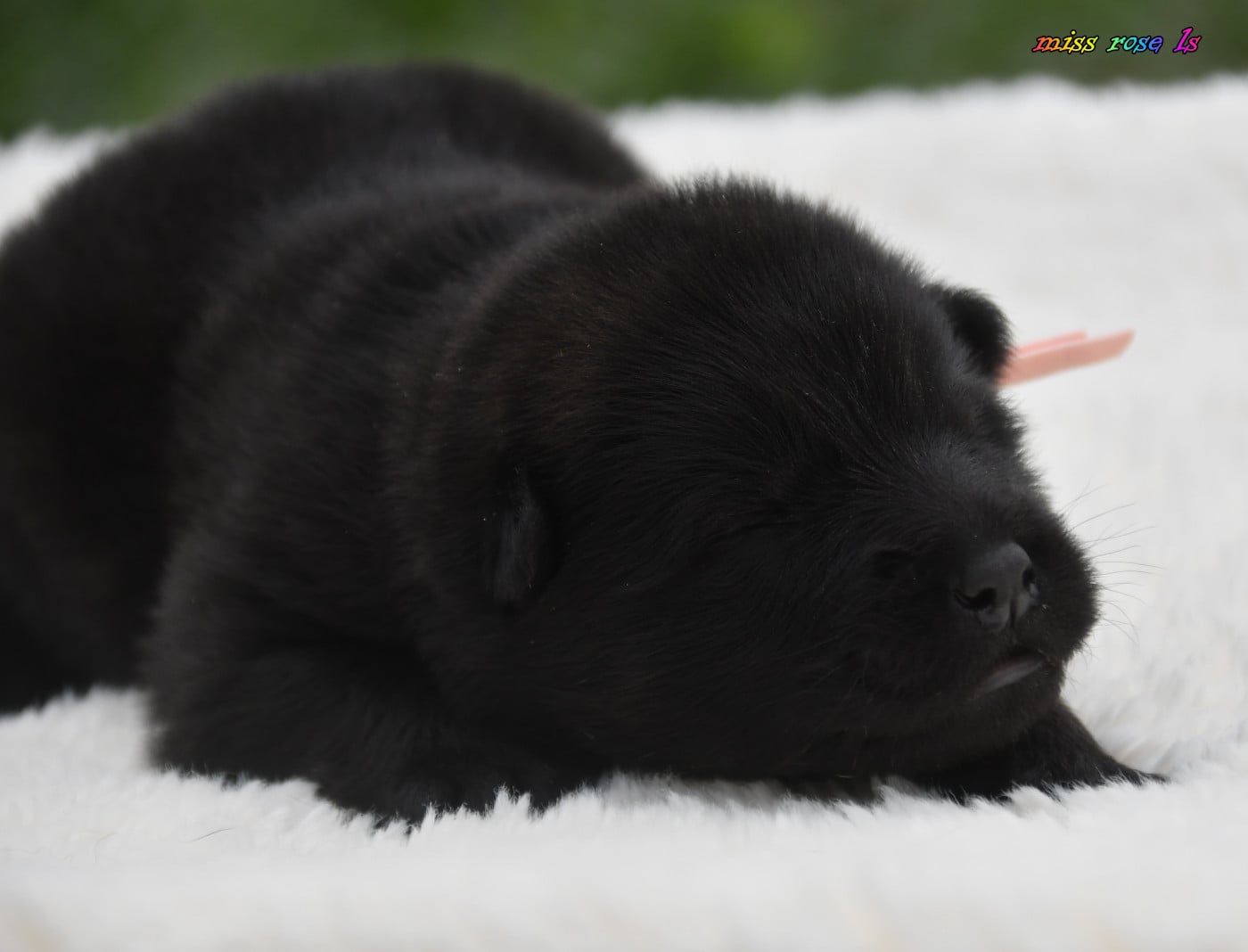 Chiot N°6 - Eurasier