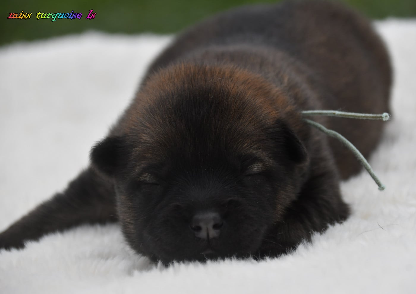 Chiot N°7 - Eurasier