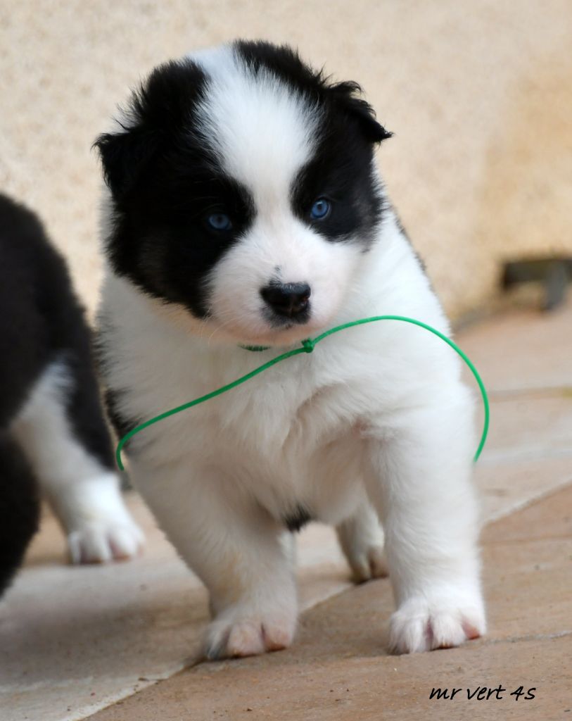 CHIOT