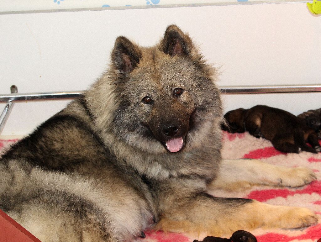 des Legendes de Retz - Eurasier - Portée née le 10/04/2018