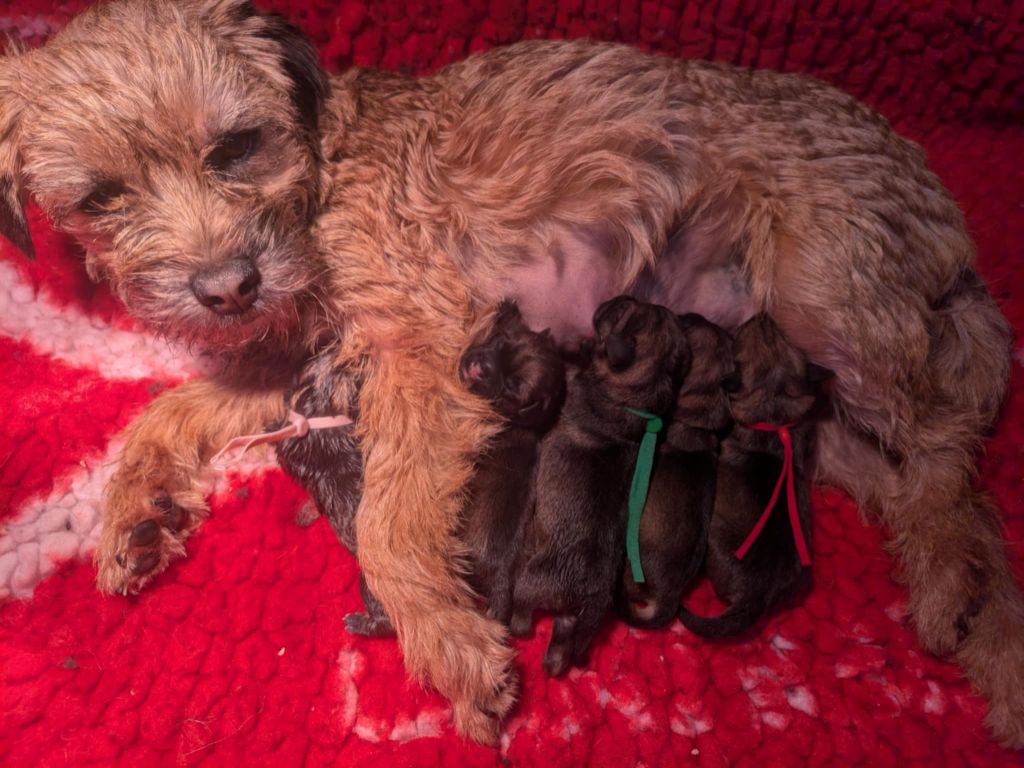 Border Terrier - des Legendes de Retz