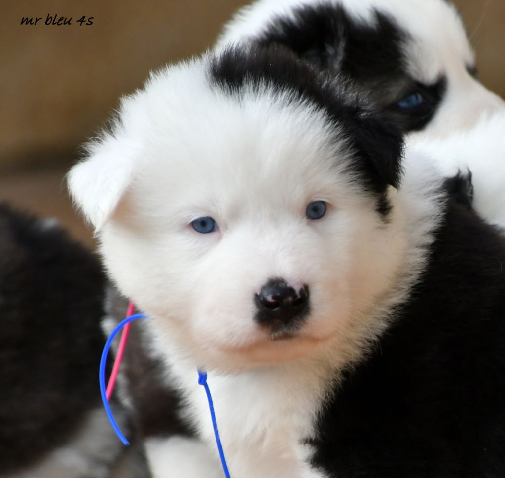 CHIOT