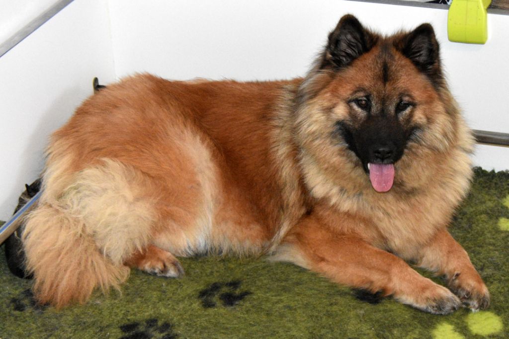 des Legendes de Retz - Eurasier - Portée née le 25/11/2018