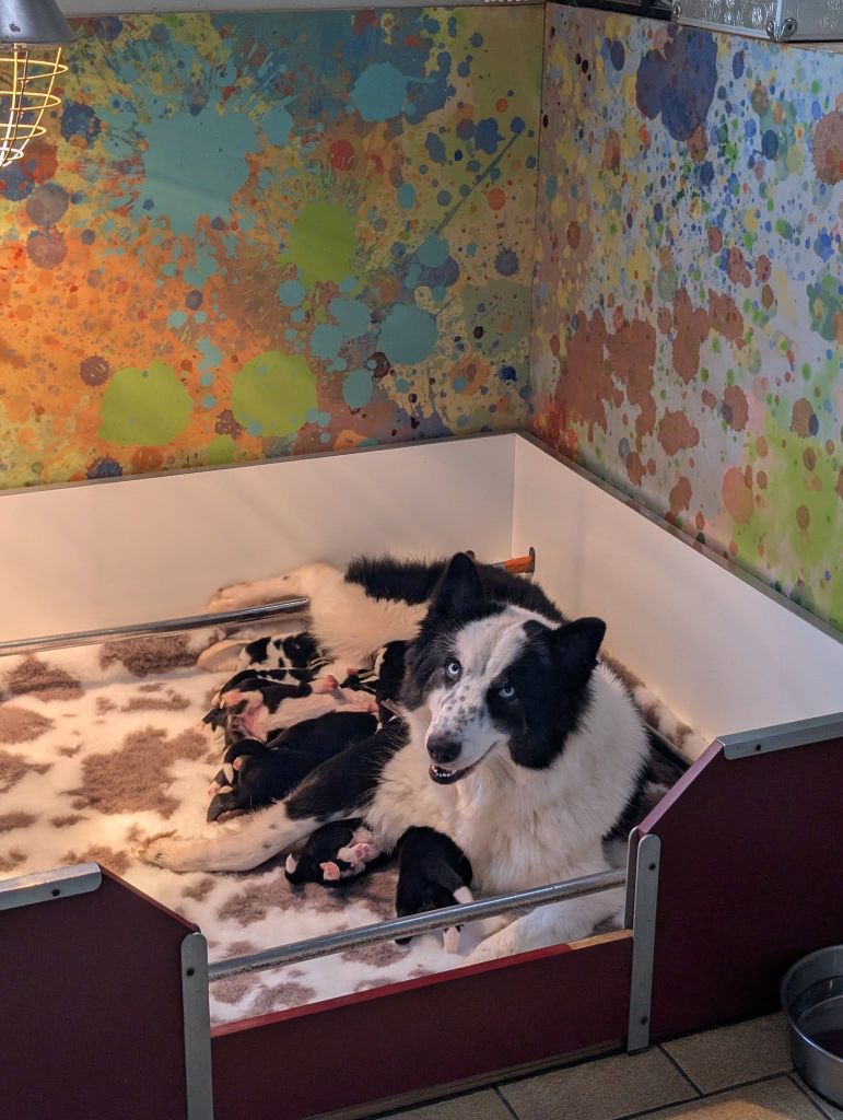 Laika de iakoutie - des Legendes de Retz