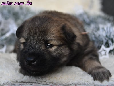 Les chiots de Eurasier