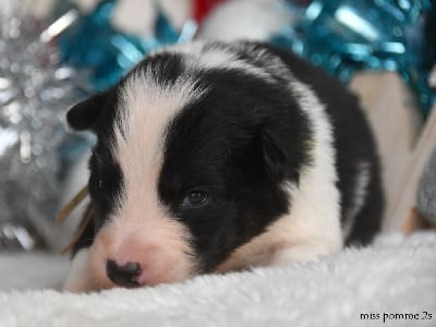 Les chiots de Laika de iakoutie