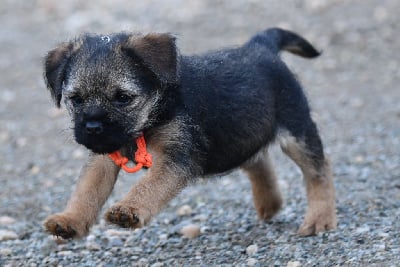 Les chiots de Border Terrier