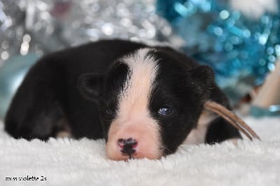 Les chiots de Laika de iakoutie