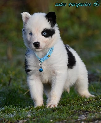 Les chiots de Laika de iakoutie
