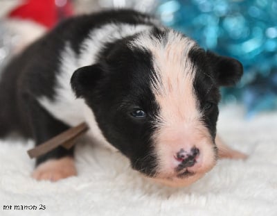 Les chiots de Laika de iakoutie