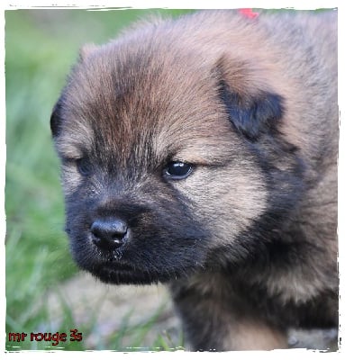 Les chiots de Eurasier