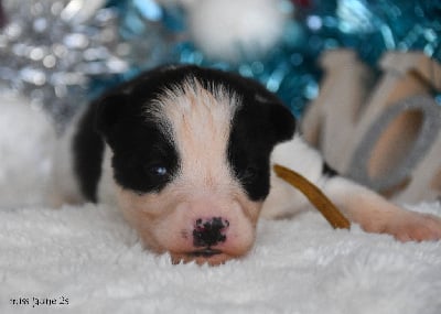 Les chiots de Laika de iakoutie