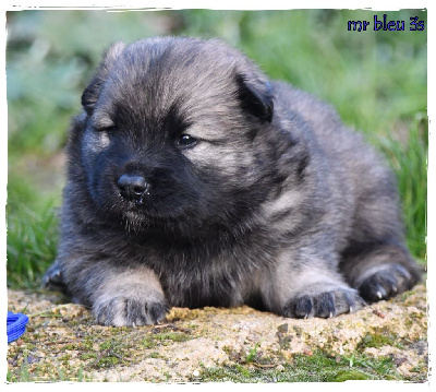 Les chiots de Eurasier
