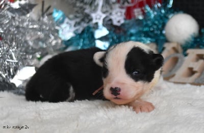 Les chiots de Laika de iakoutie