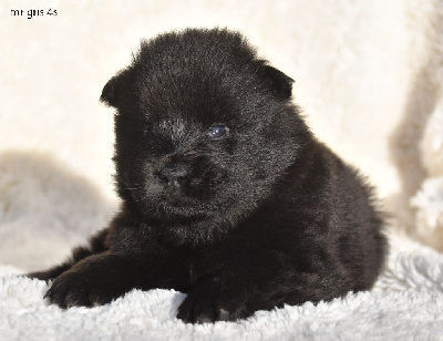 Les chiots de Eurasier