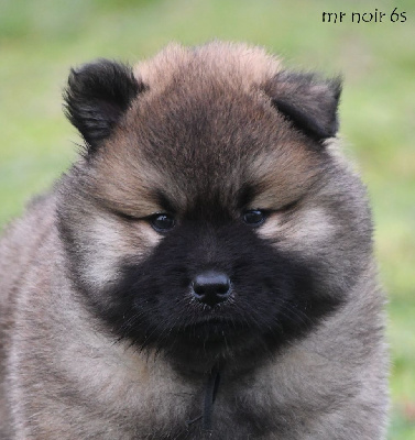Les chiots de Eurasier