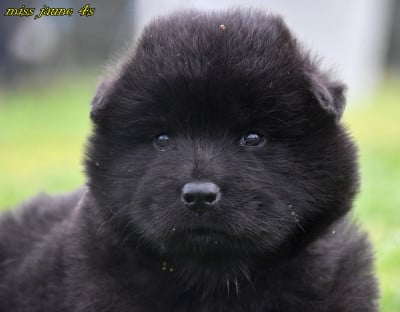 Les chiots de Eurasier