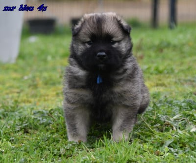Les chiots de Eurasier