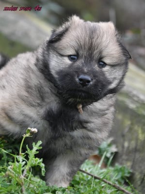 Les chiots de Eurasier