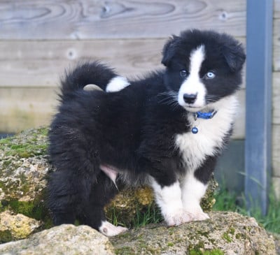Les chiots de Laika de iakoutie