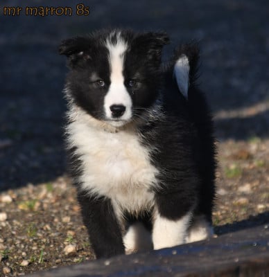 Les chiots de Laika de iakoutie