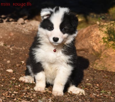 Les chiots de Laika de iakoutie