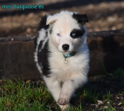 Les chiots de Laika de iakoutie