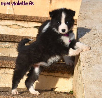 Les chiots de Laika de iakoutie