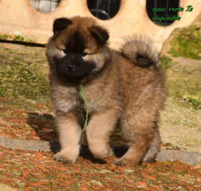 Les chiots de Eurasier