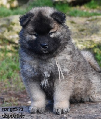 Les chiots de Eurasier
