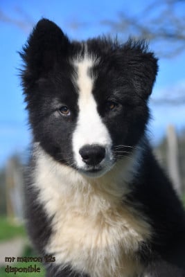 Les chiots de Laika de iakoutie