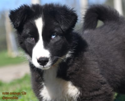 Les chiots de Laika de iakoutie