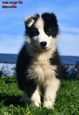 Les chiots de Laika de iakoutie