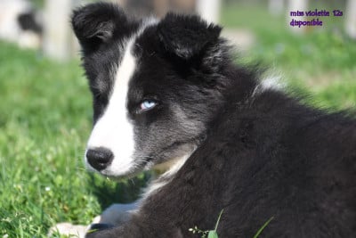 Les chiots de Laika de iakoutie