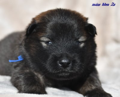 Les chiots de Eurasier
