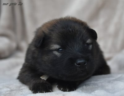 Les chiots de Eurasier