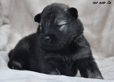 Les chiots de Eurasier