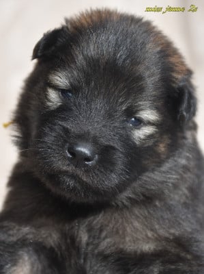 Les chiots de Eurasier
