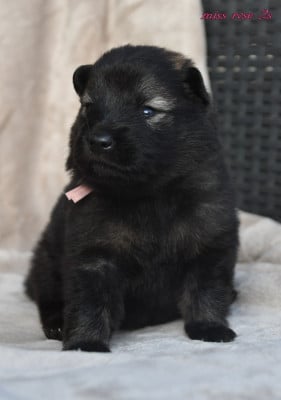Les chiots de Eurasier