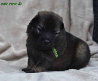 Les chiots de Eurasier