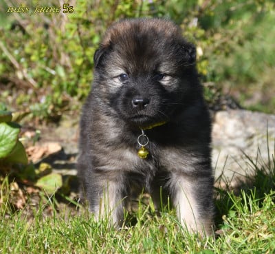 Les chiots de Eurasier