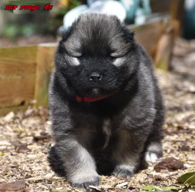 Les chiots de Eurasier