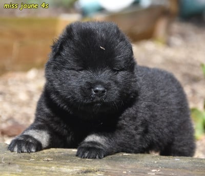 Les chiots de Eurasier