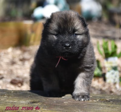 Les chiots de Eurasier