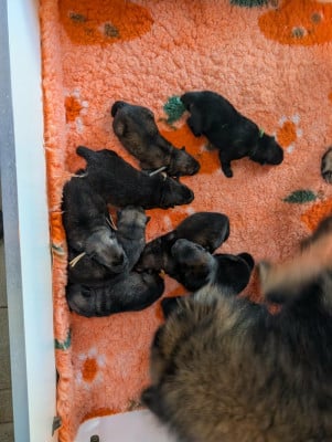 Les chiots de Eurasier